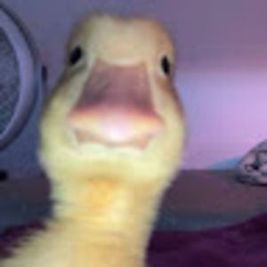 Meet your Posher, Adrien